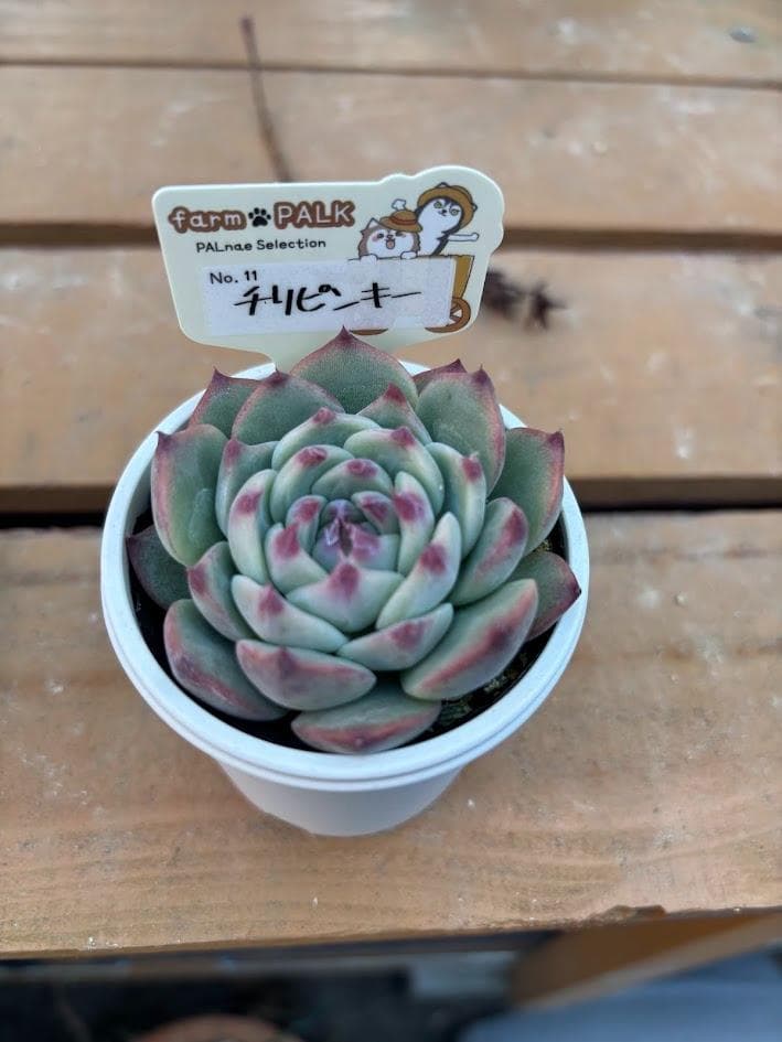 ファームパルク苗　チリピンキー　茜小鶴　札付きポットごと　メルカリ便