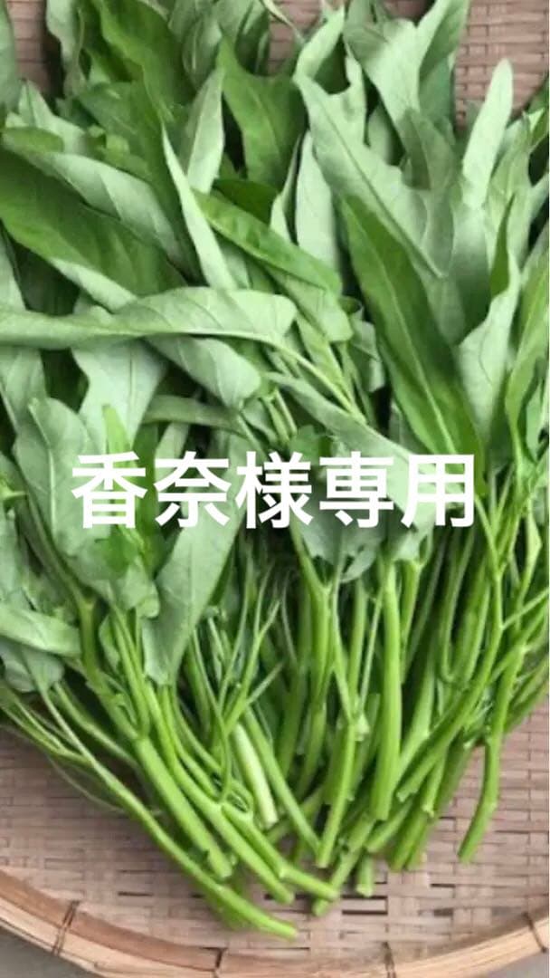 空芯菜５キロ
