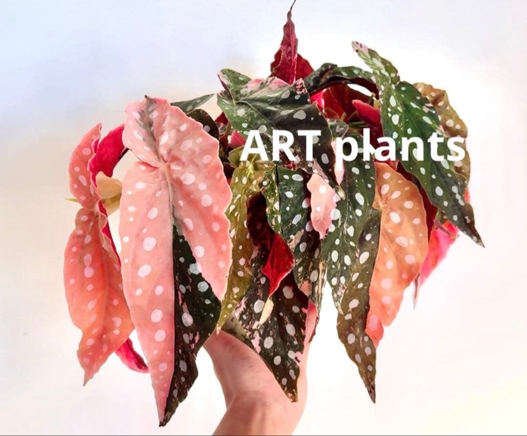 ベゴニア マクラータ 斑入り　発根管理