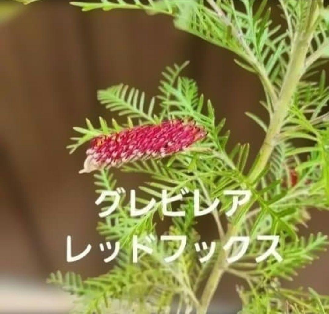 グレビレア　レッドフックス　鉢植え　オージープランツ