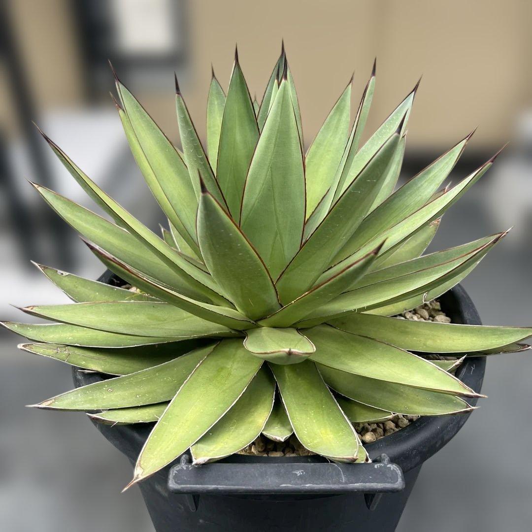 アガベ　ロマニー　大株