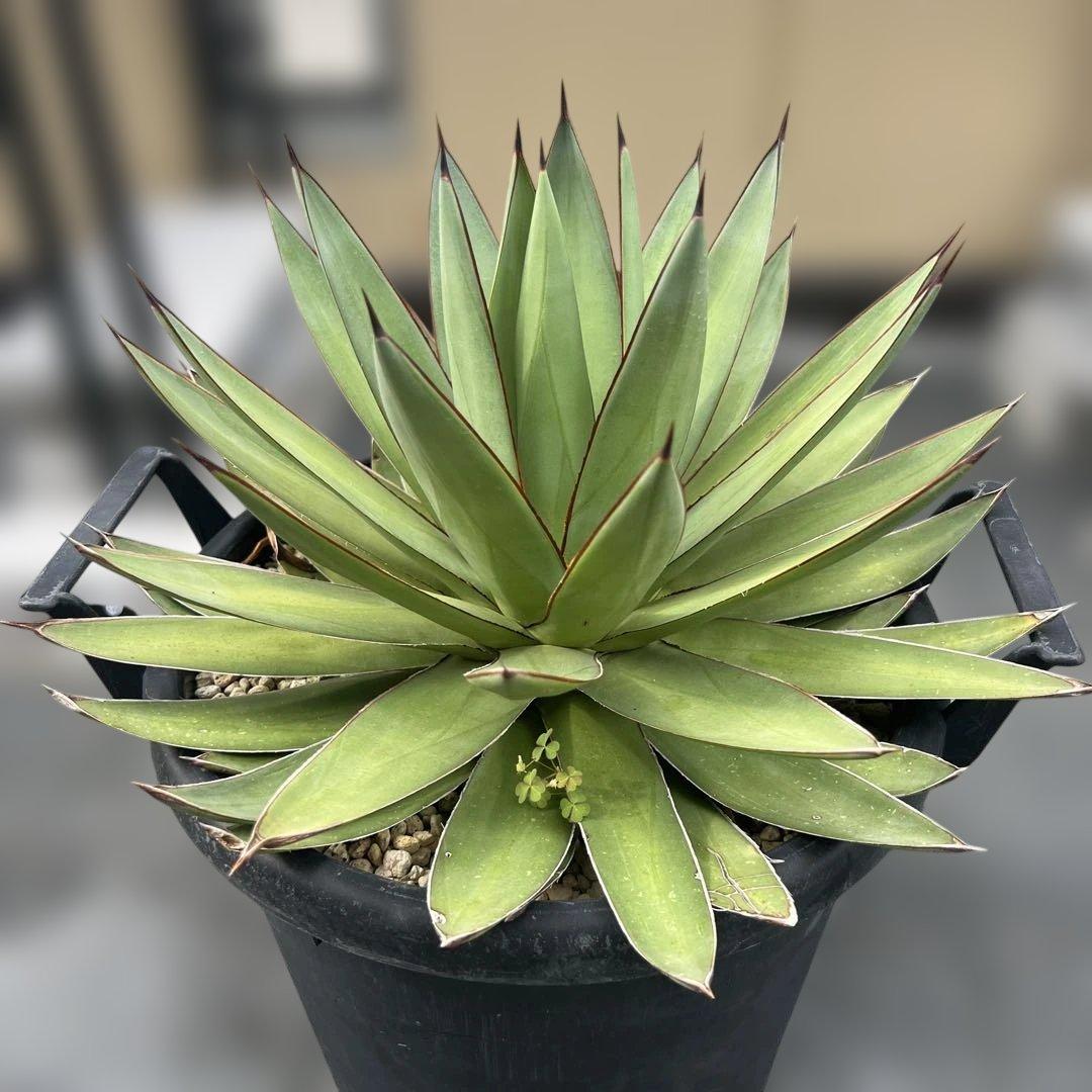 アガベ　ロマニー　大株