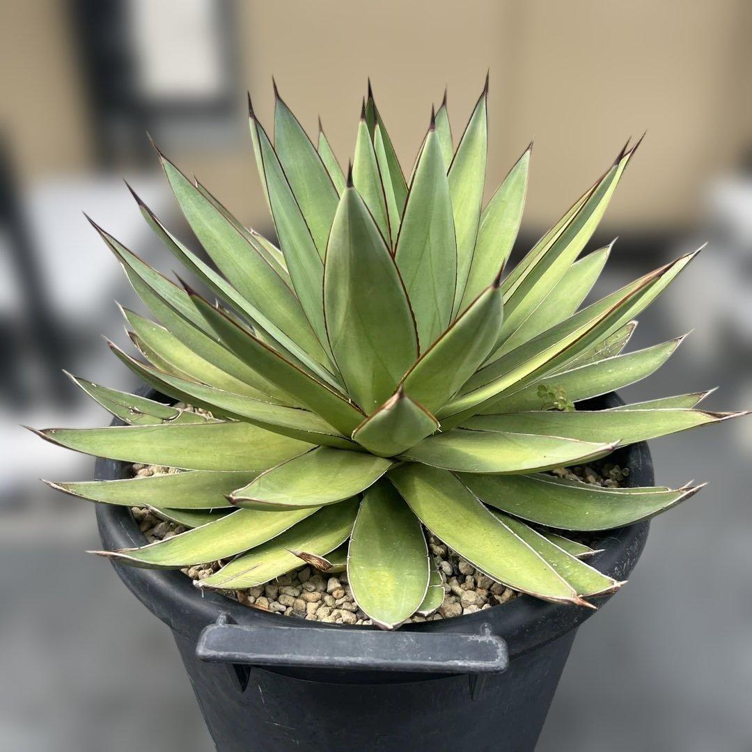 アガベ　ロマニー　大株