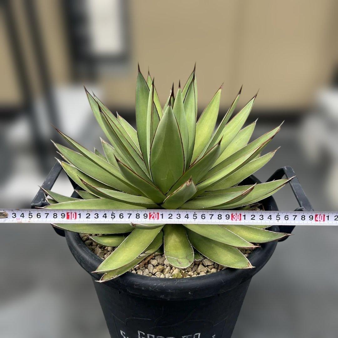 アガベ　ロマニー　大株