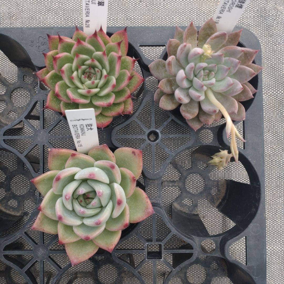 クロロさん専用