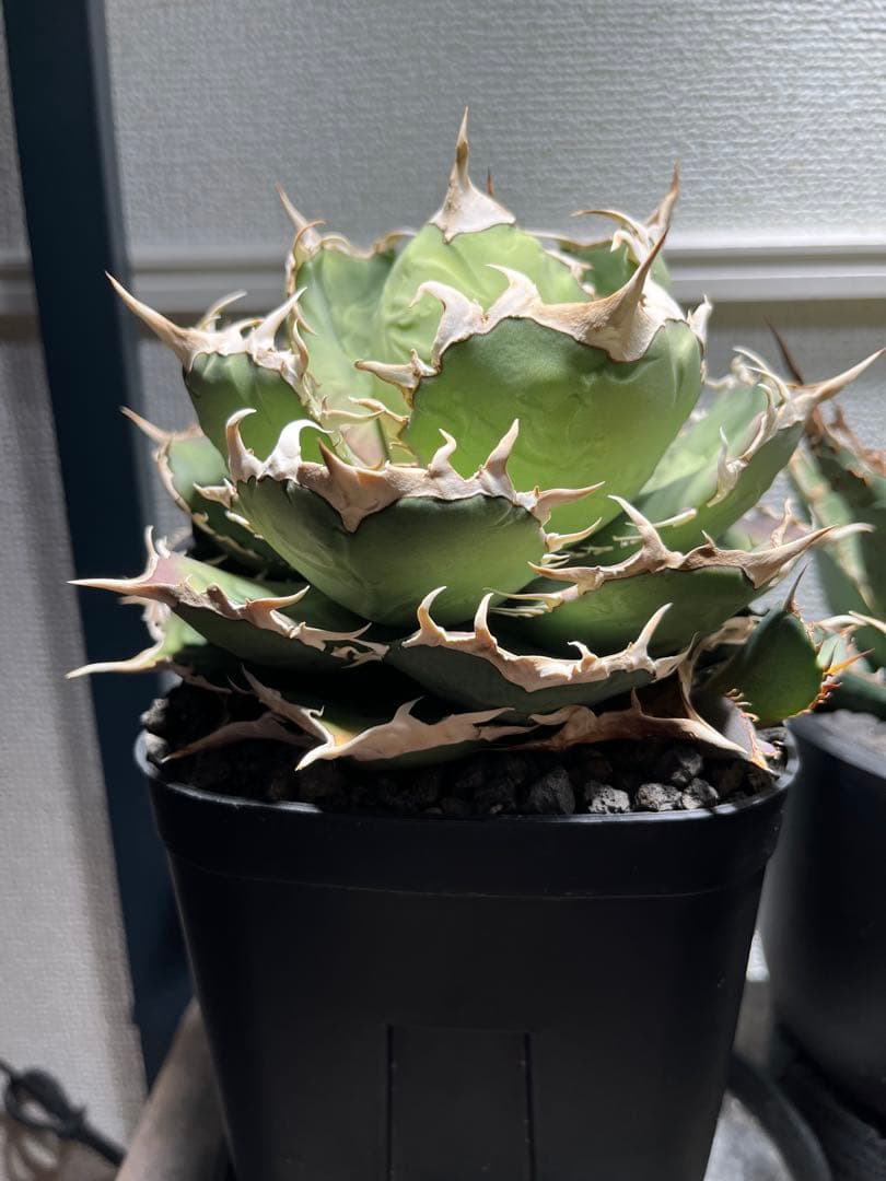 Agave Titanota ‘White hawk’ ホワイトホーク　親株