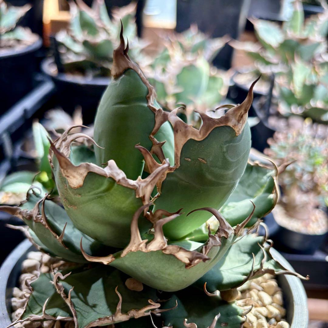 アガベ オアハカオテロイ　　TC アリゾナ産　直径約15センチ　中株