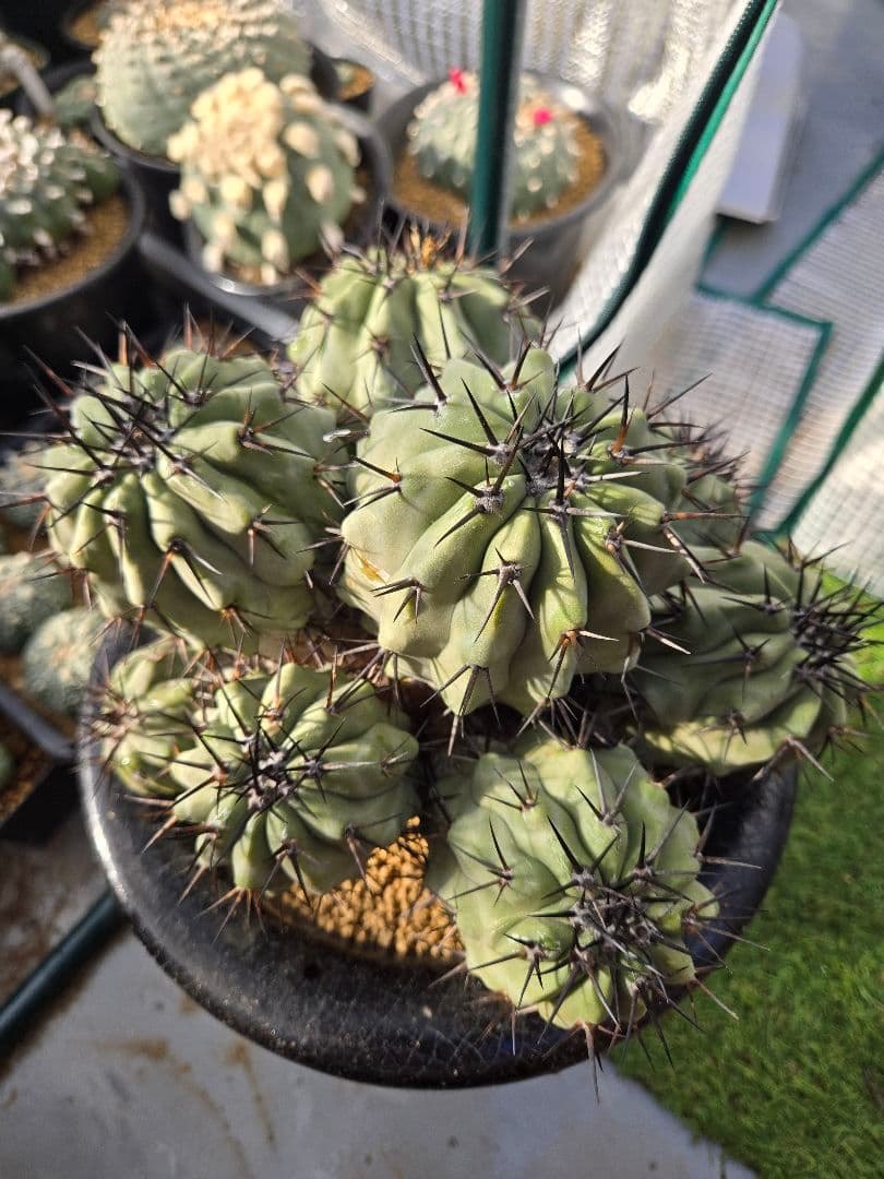 Copiapoa cinerea コピアポア 黒王丸　接木
