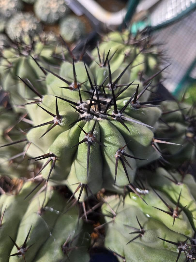 Copiapoa cinerea コピアポア 黒王丸　接木
