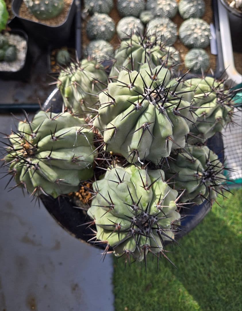 Copiapoa cinerea コピアポア 黒王丸　接木