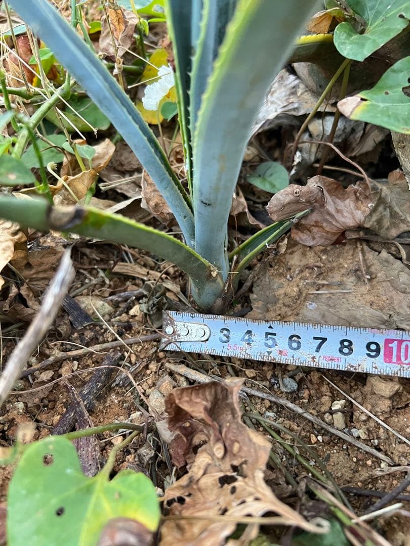 テキラーナサンライズ テキーラ斑入り 抜き苗