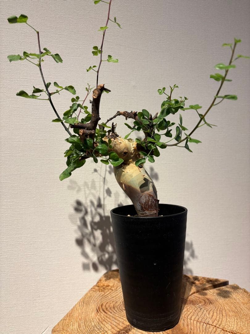 ソマリア　カタフ　ピュアカタフ　コミフォラ