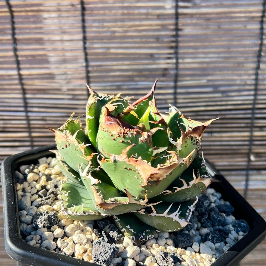 t*t様 ブツブツ　アガベ　オテロイ　訳あり