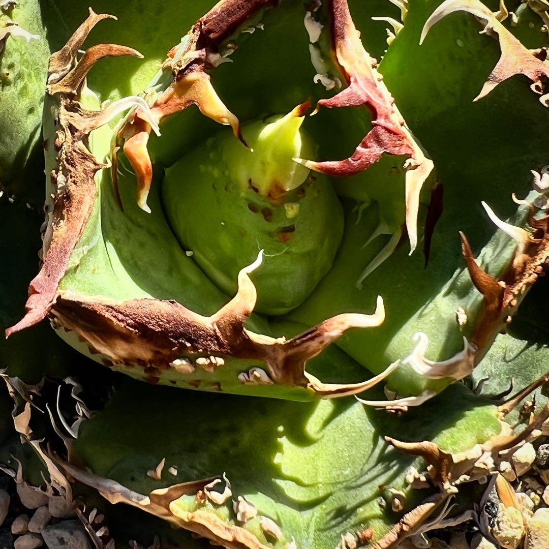 t*t様 ブツブツ　アガベ　オテロイ　訳あり