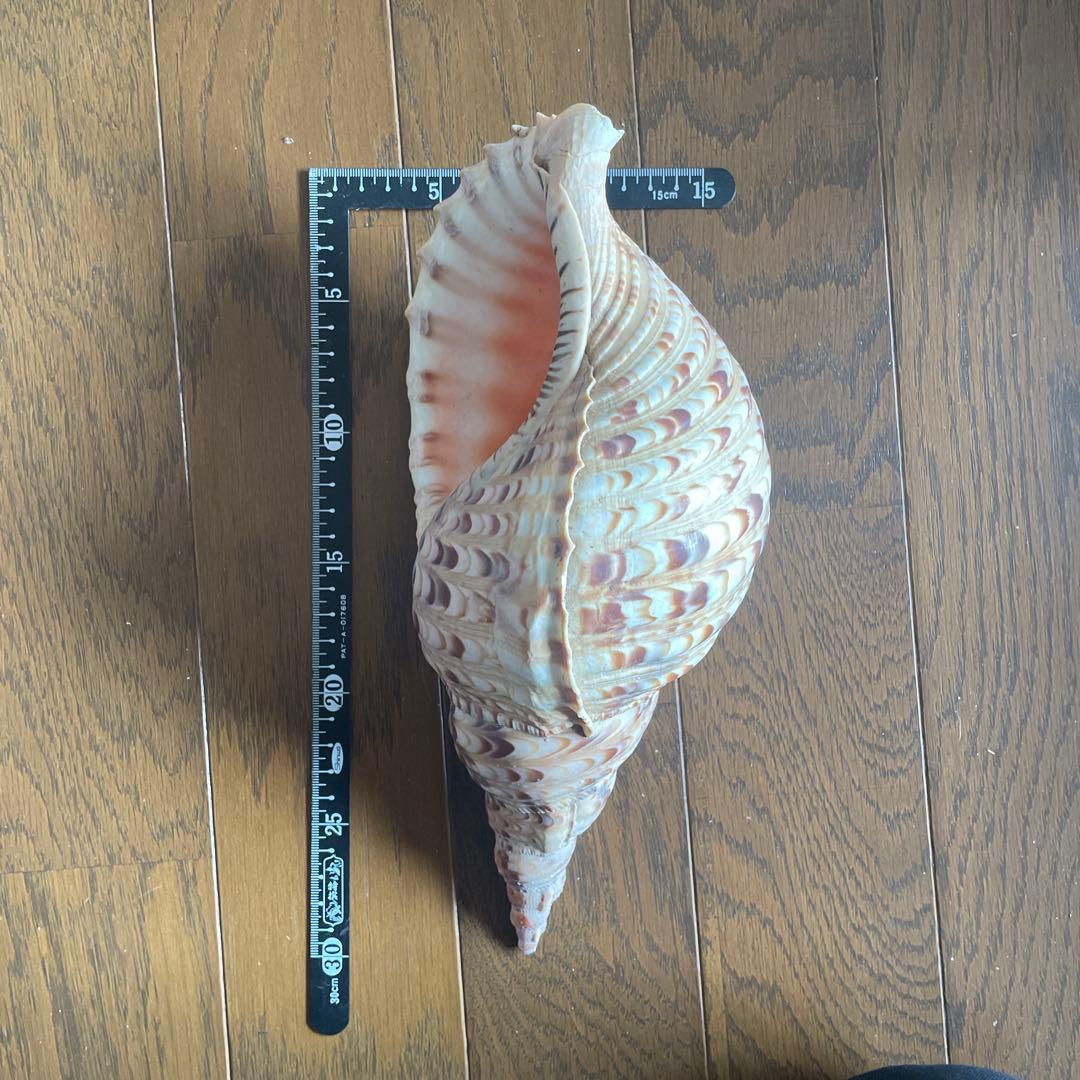 法螺貝　置物 約30cm