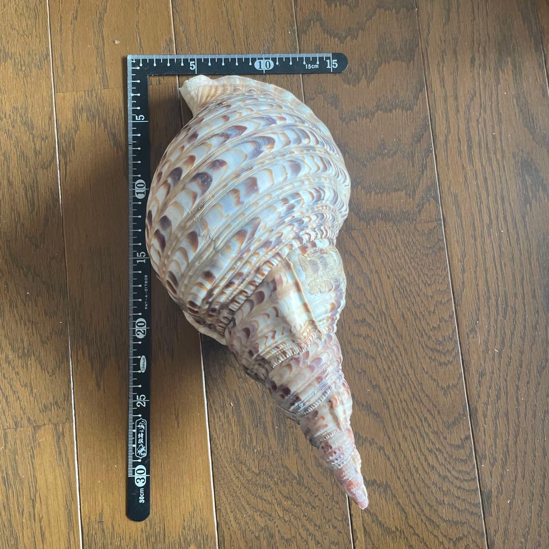 法螺貝　置物 約30cm
