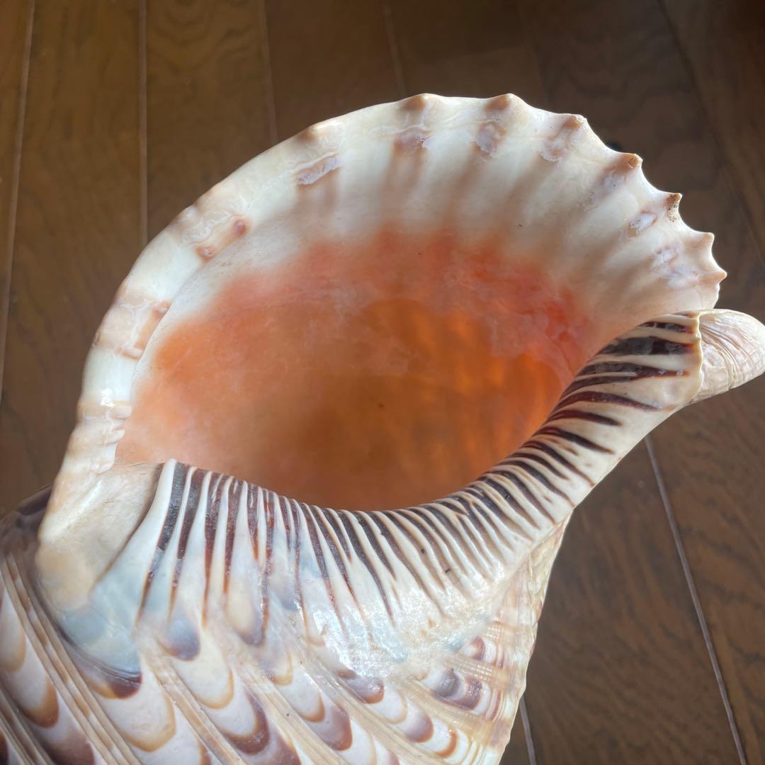 法螺貝　置物 約30cm