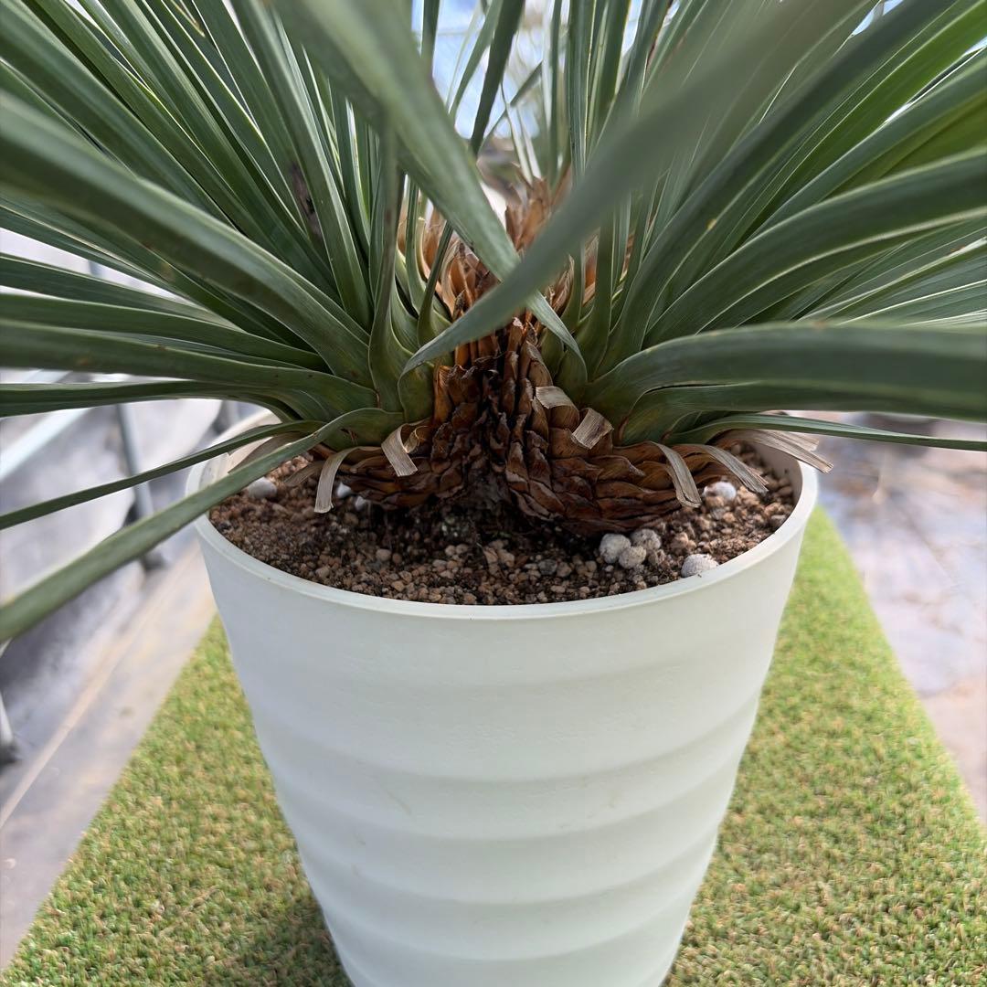 Ｈ*Ｌ様 【4ヘッド】ユッカウィップレイ(7号鉢)ドライガーデン ロストラータ好