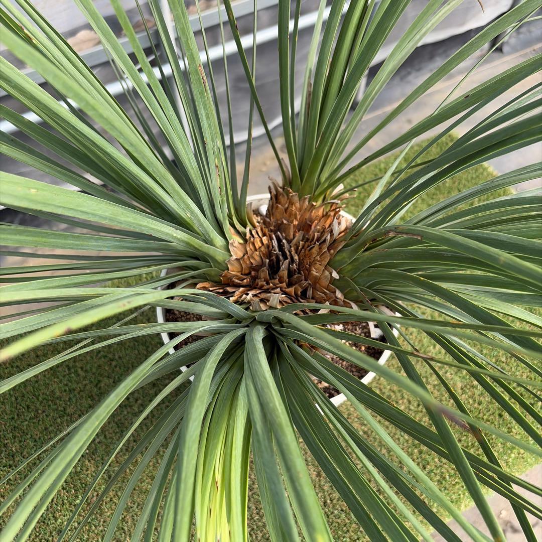 Ｈ*Ｌ様 【4ヘッド】ユッカウィップレイ(7号鉢)ドライガーデン ロストラータ好