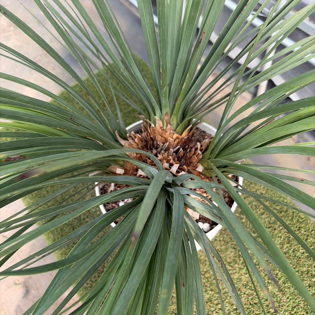 Ｈ*Ｌ様 【4ヘッド】ユッカウィップレイ(7号鉢)ドライガーデン ロストラータ好