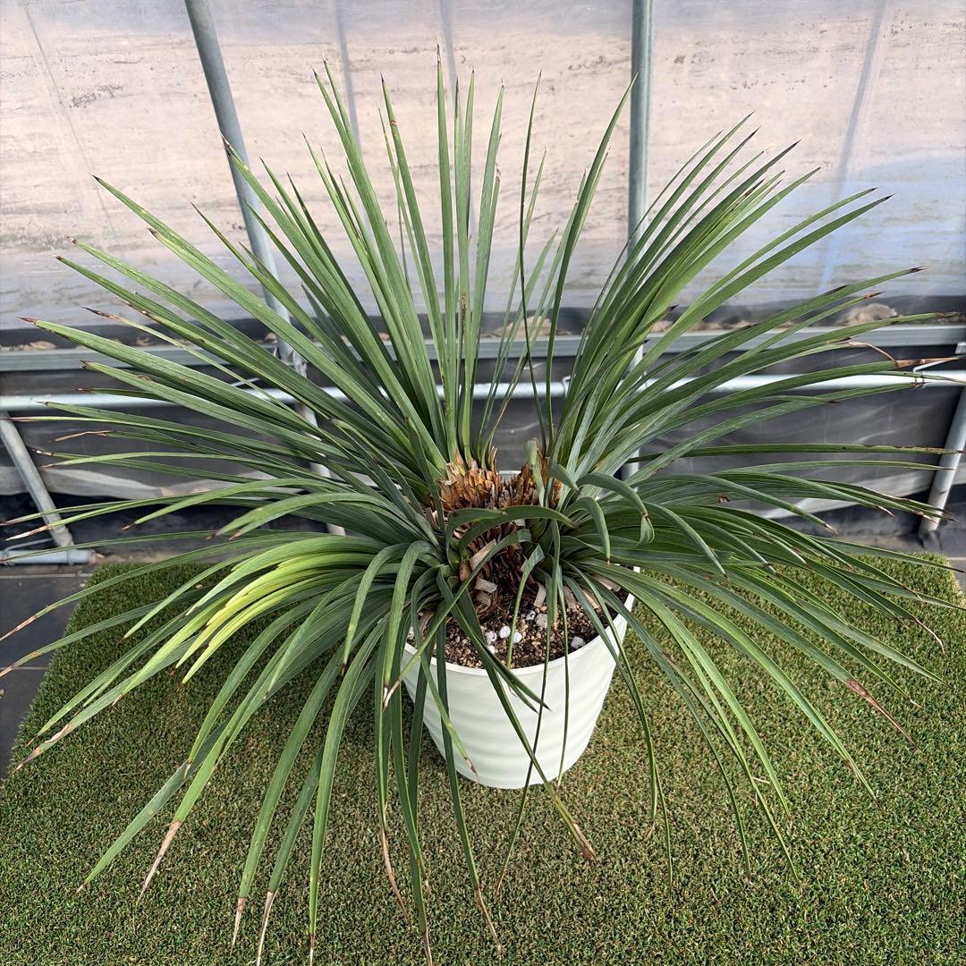 Ｈ*Ｌ様 【4ヘッド】ユッカウィップレイ(7号鉢)ドライガーデン ロストラータ好