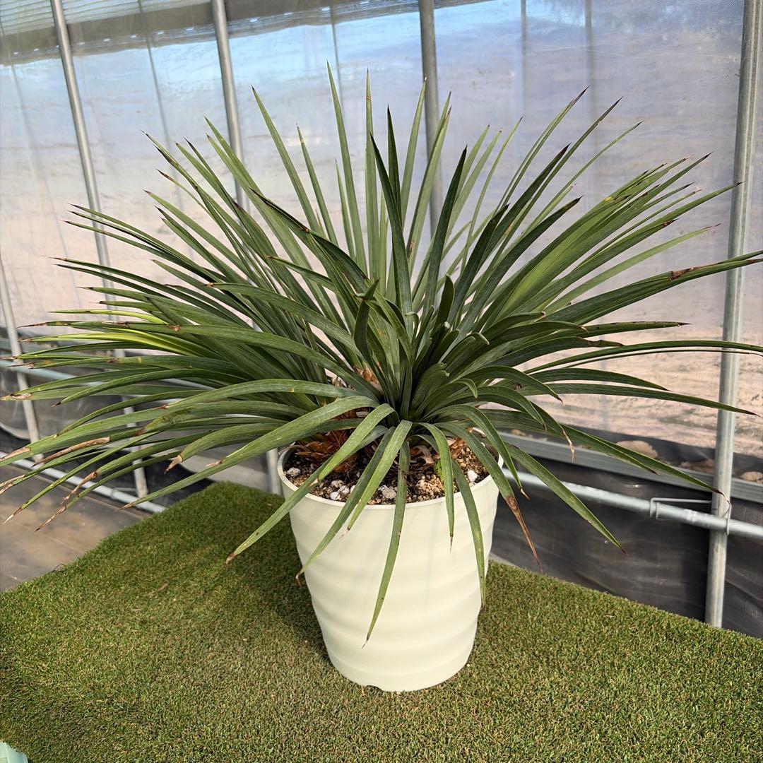 Ｈ*Ｌ様 【4ヘッド】ユッカウィップレイ(7号鉢)ドライガーデン ロストラータ好