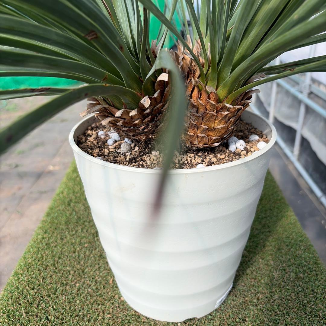 Ｈ*Ｌ様 【4ヘッド】ユッカウィップレイ(7号鉢)ドライガーデン ロストラータ好