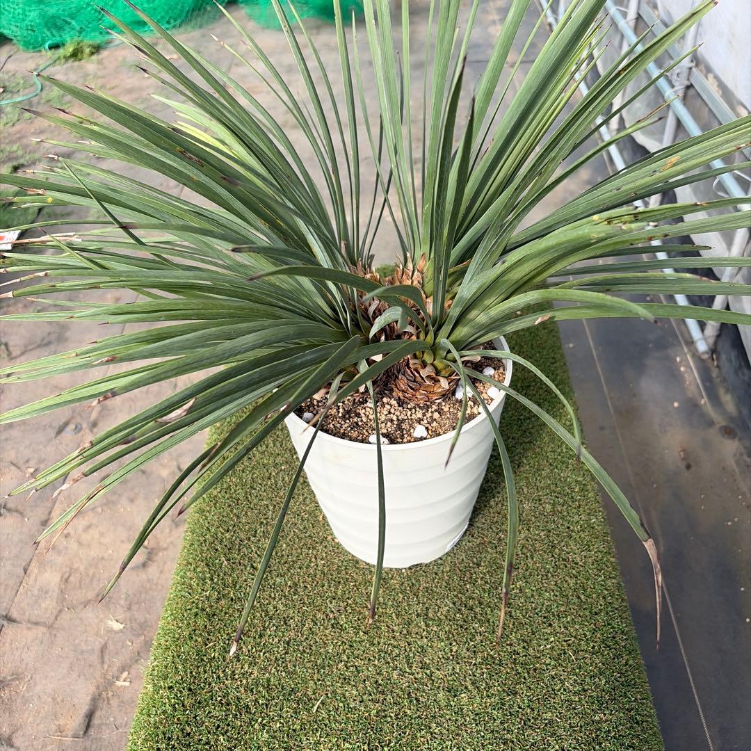 Ｈ*Ｌ様 【4ヘッド】ユッカウィップレイ(7号鉢)ドライガーデン ロストラータ好