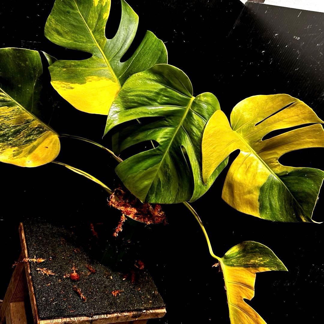 メ*1様 斑入りモンステラボルシギアナオーレア黄斑4号鉢植え49cm発根済み安心