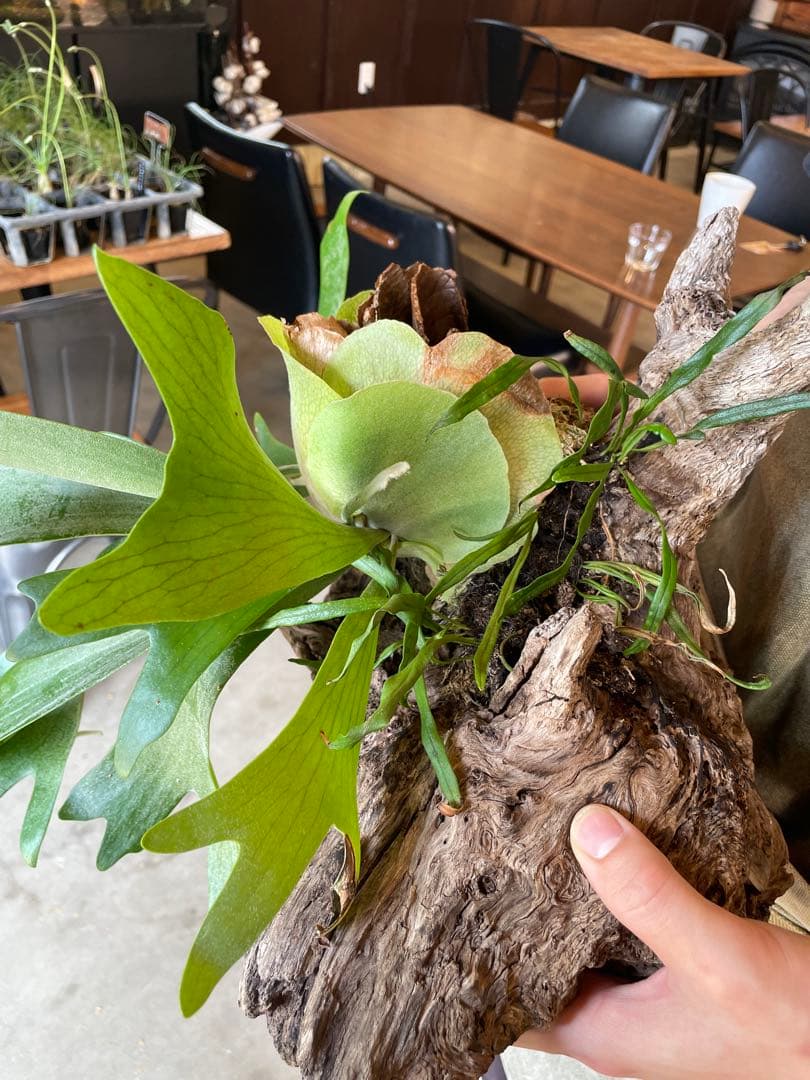 ビカクシダ 流木付