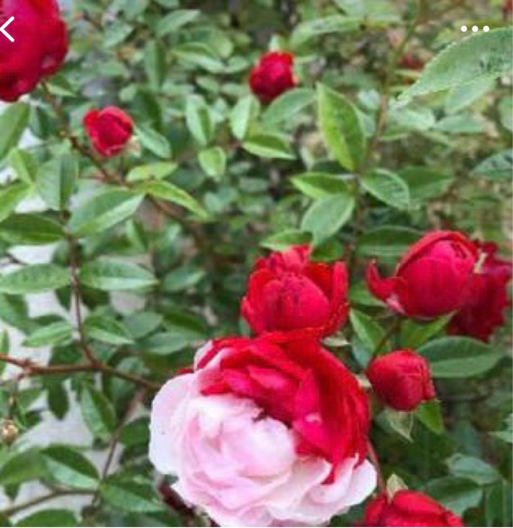 ミニツルバラ　2色咲　挿し穂　15cm 2本