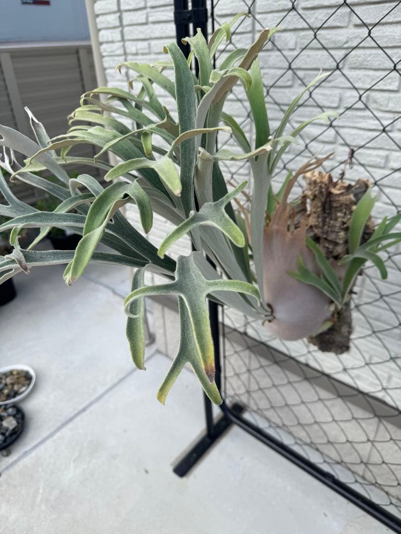 ビカクシダ P.veitchii Auburn  ベイチー AR子株