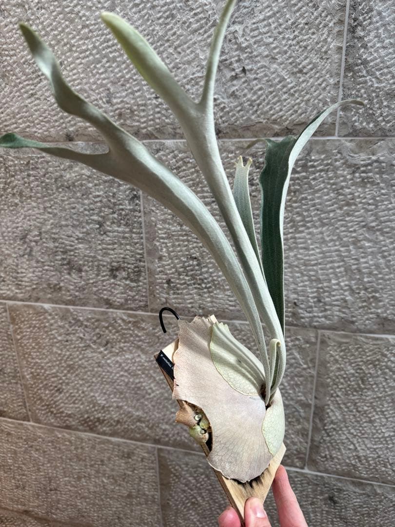 ビカクシダ P.veitchii Auburn  ベイチー AR子株