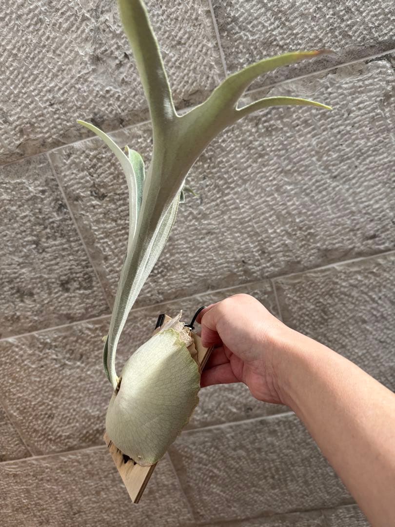 ビカクシダ P.veitchii Auburn  ベイチー AR子株