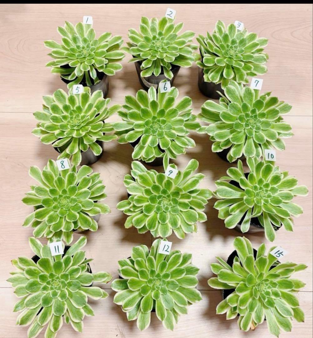多肉植物❤️アエオニウム錦❤️ 青い波 ❤️碧浪❤️ 1大頭12-15cm拨き苗
