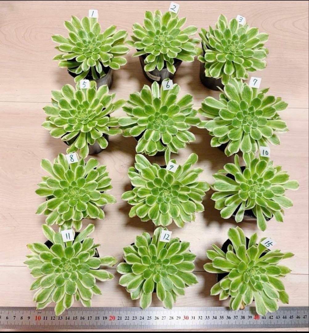 多肉植物❤️アエオニウム錦❤️ 青い波 ❤️碧浪❤️ 1大頭12-15cm拨き苗