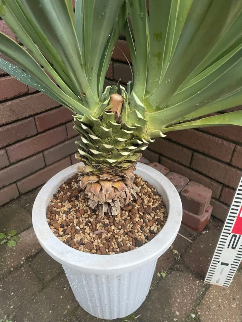 ユッカ　グロリオサ　あ