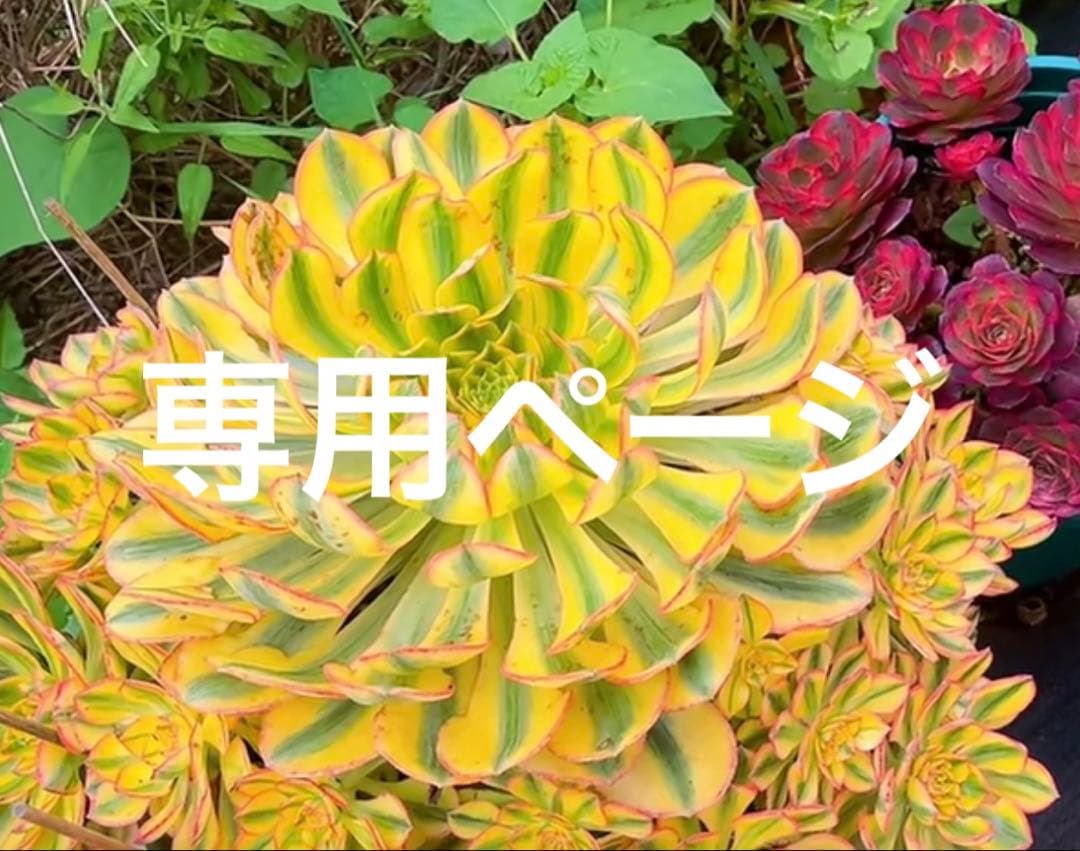 まーちゃんページ