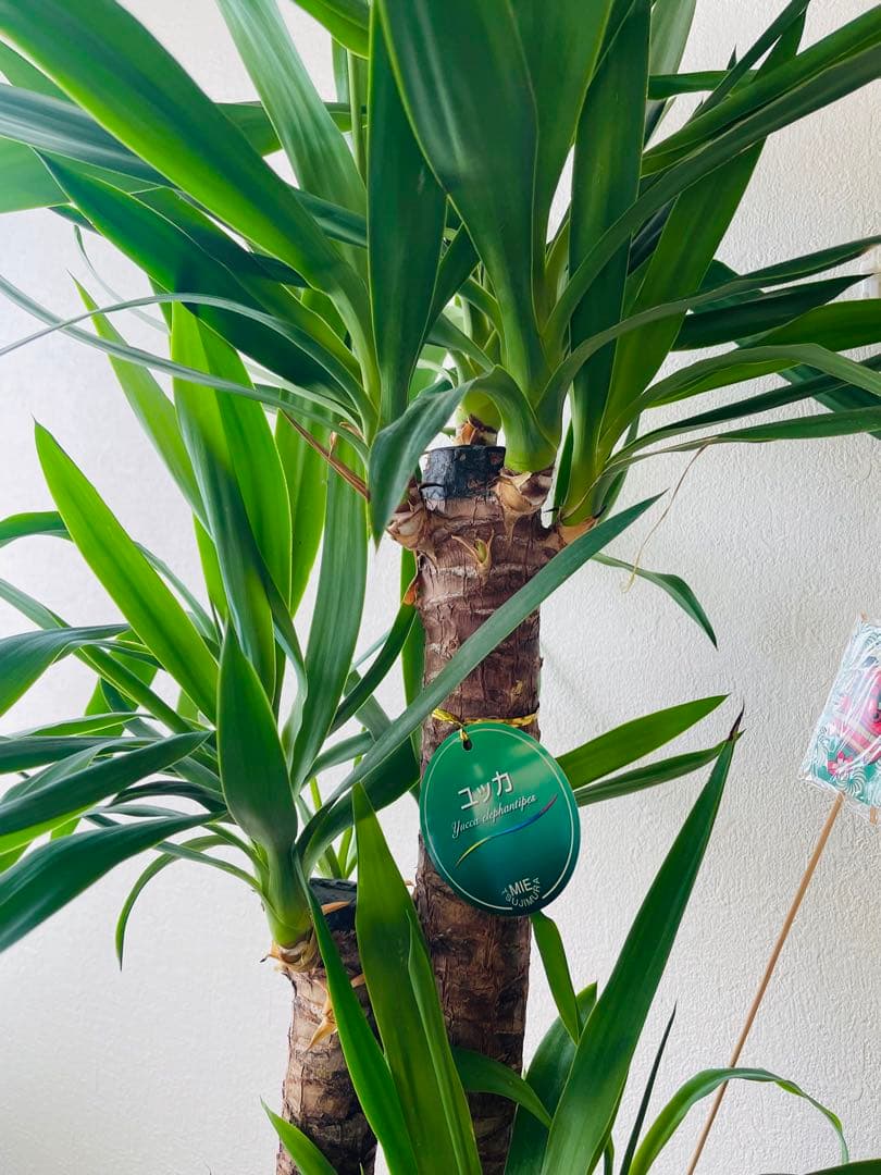 ユッカ 鉢底から約120cm 観葉植物　ラッピング無料