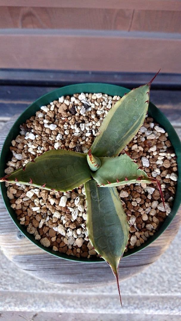 フラワー・ガーデニング Agave parryi  parryi 'Lucky Stripe' 69