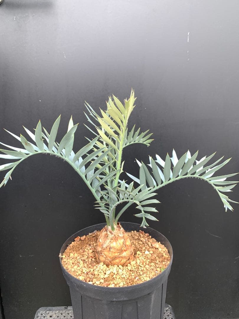 【シャープ葉】エンセファラルトス・ホリダス｜横張り良・見応えありNo3-34