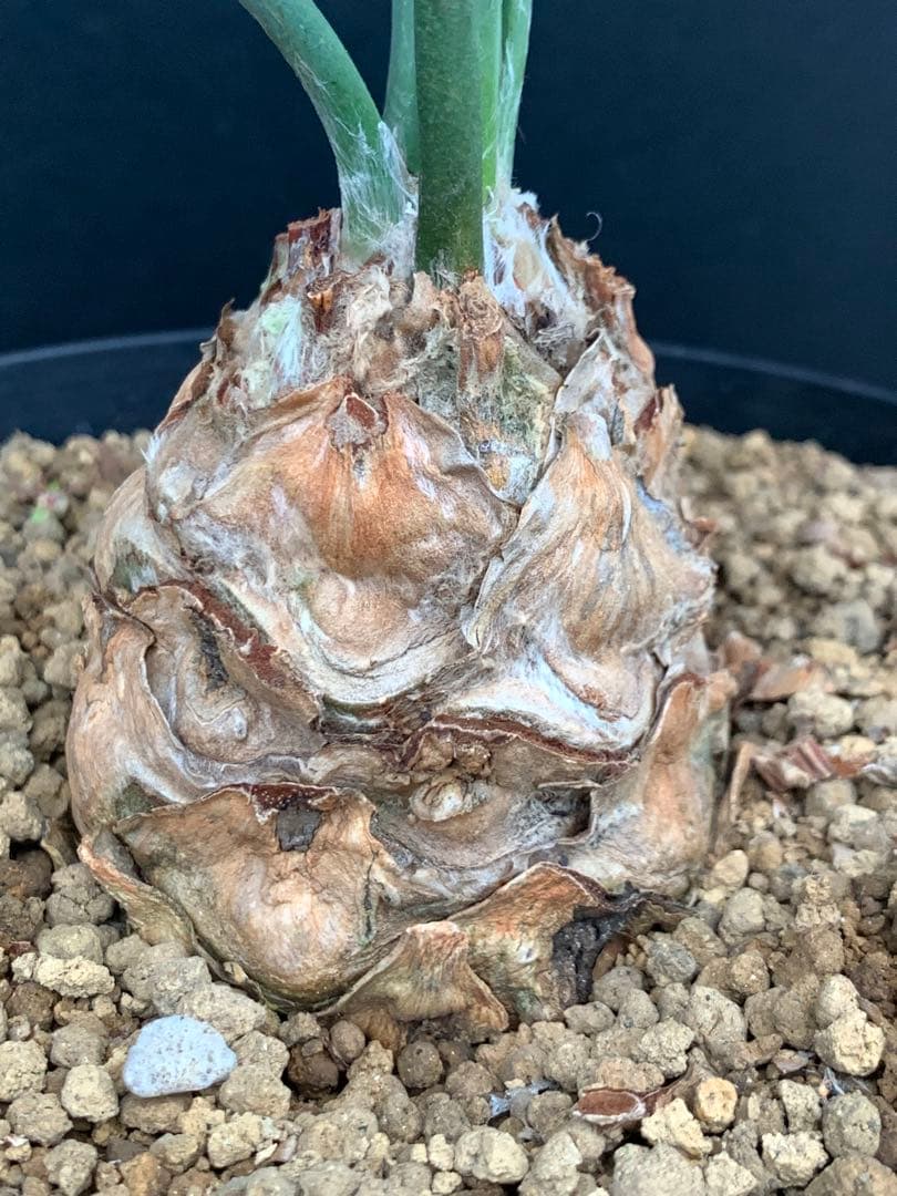 【シャープ葉】エンセファラルトス・ホリダス｜横張り良・見応えありNo3-34