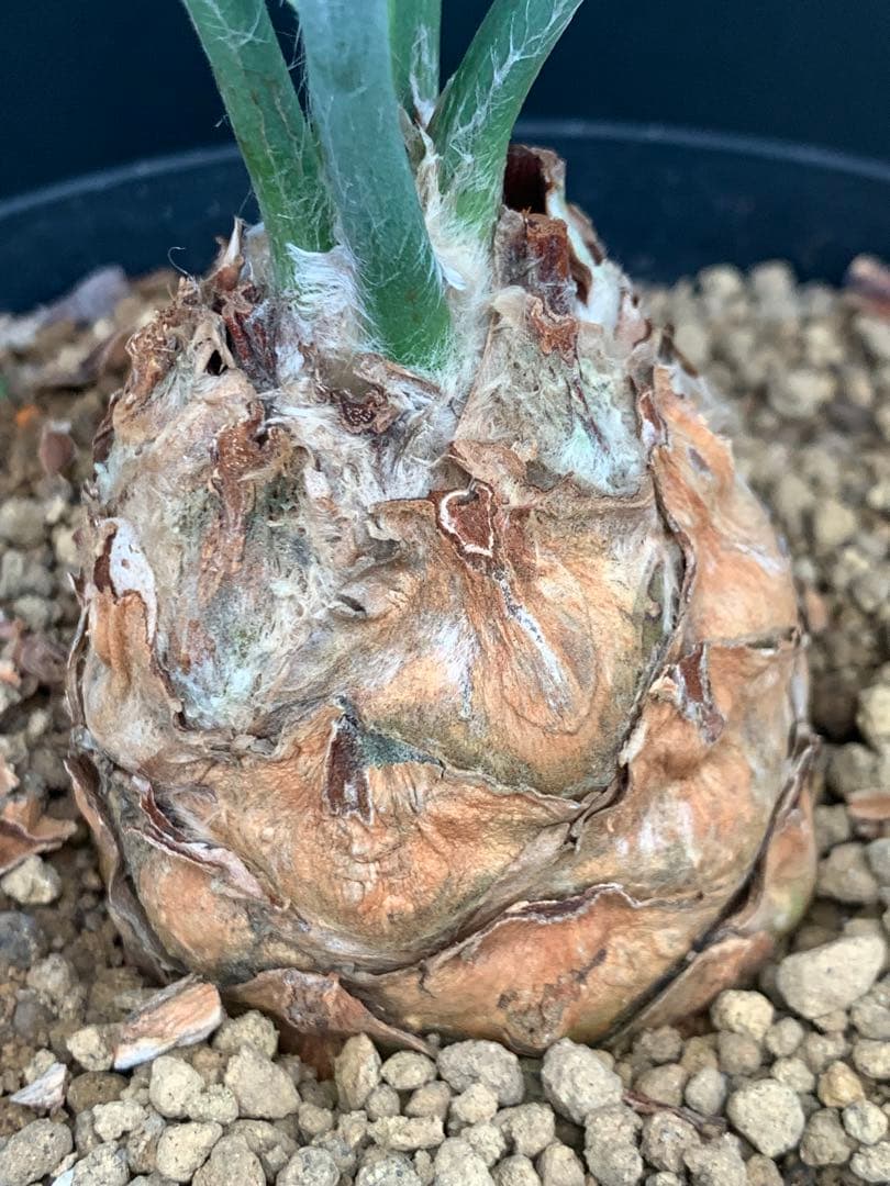 【シャープ葉】エンセファラルトス・ホリダス｜横張り良・見応えありNo3-34