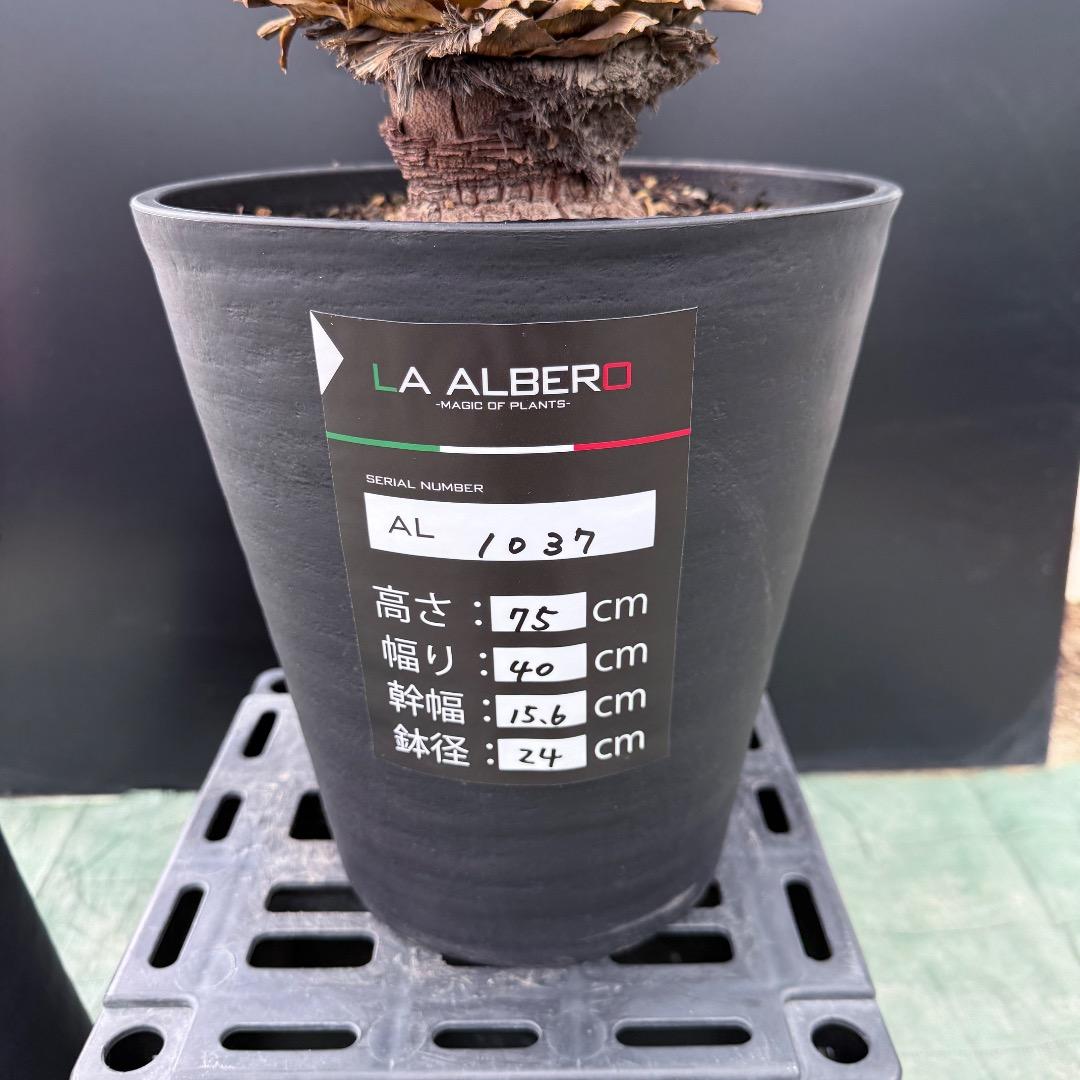 【AL1037】ユッカ　ロストラータ