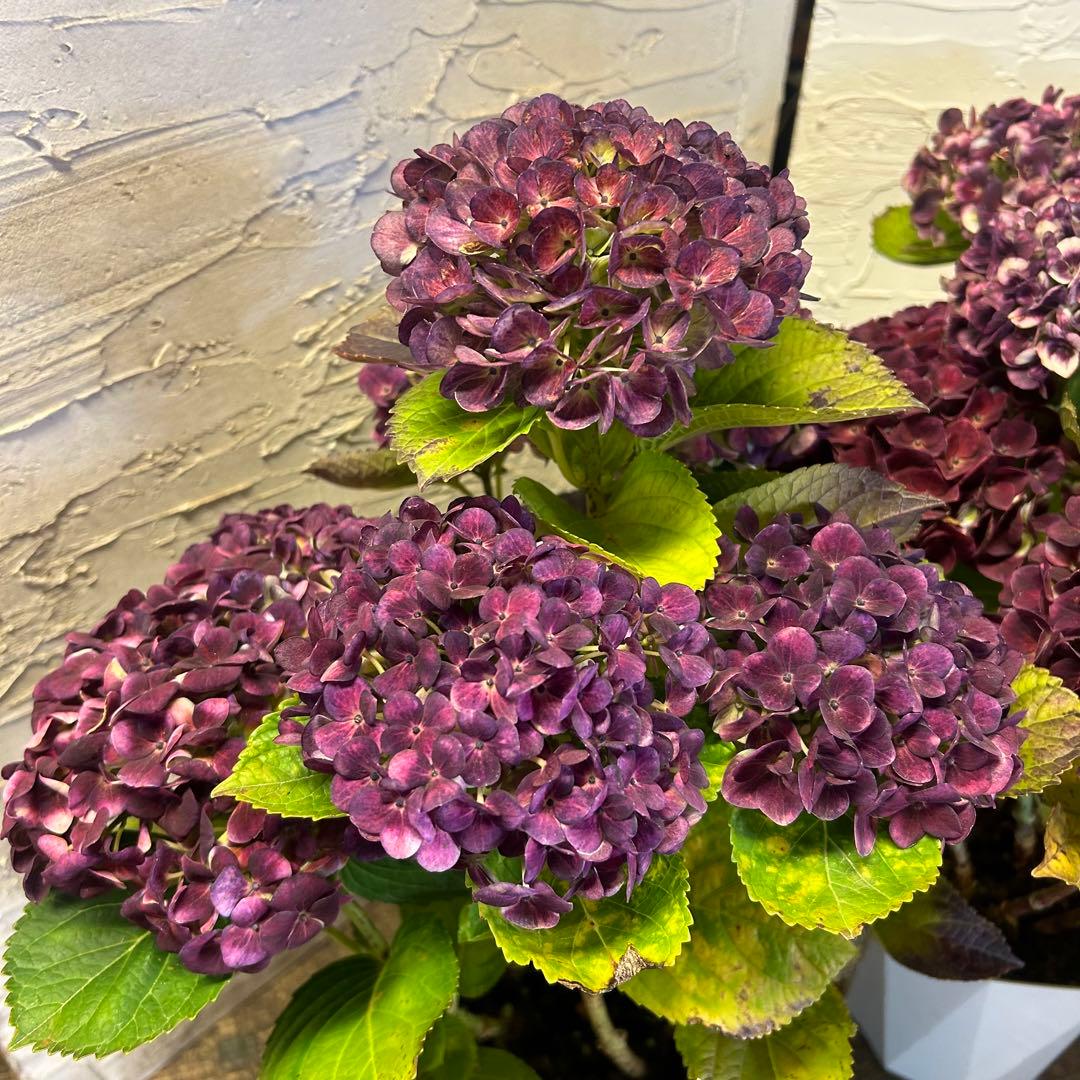 も*子様 アジサイ　マジカルレボリューション　5寸1種4鉢　紫陽花