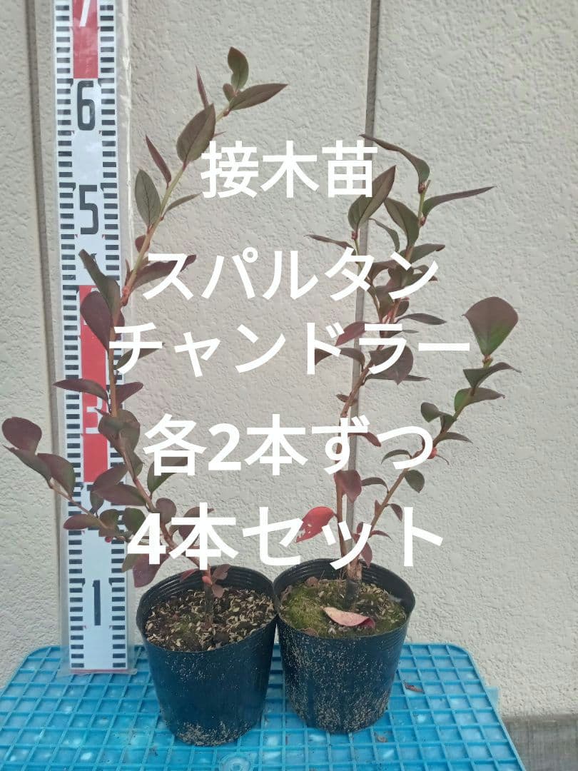 【はやpapa】ブルーベリー接木苗　4本セット