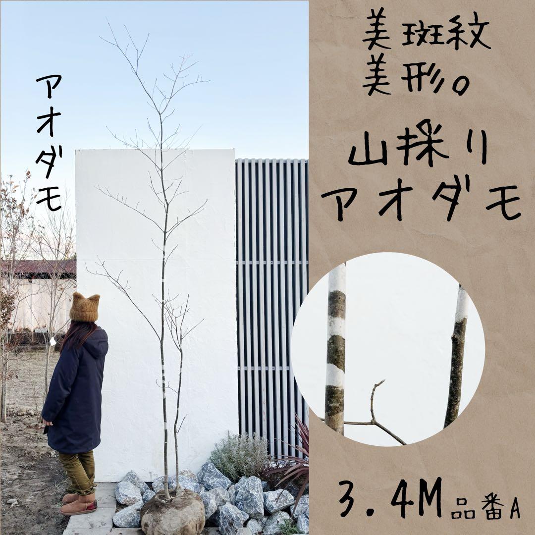 美斑紋。美形 山採りアオダモ3.4M(鉢底から)品番A