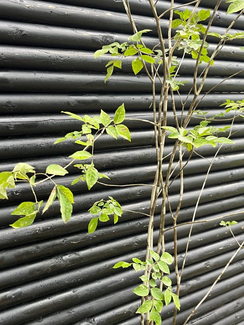 山採り天然　アオダモ　５本株立　100