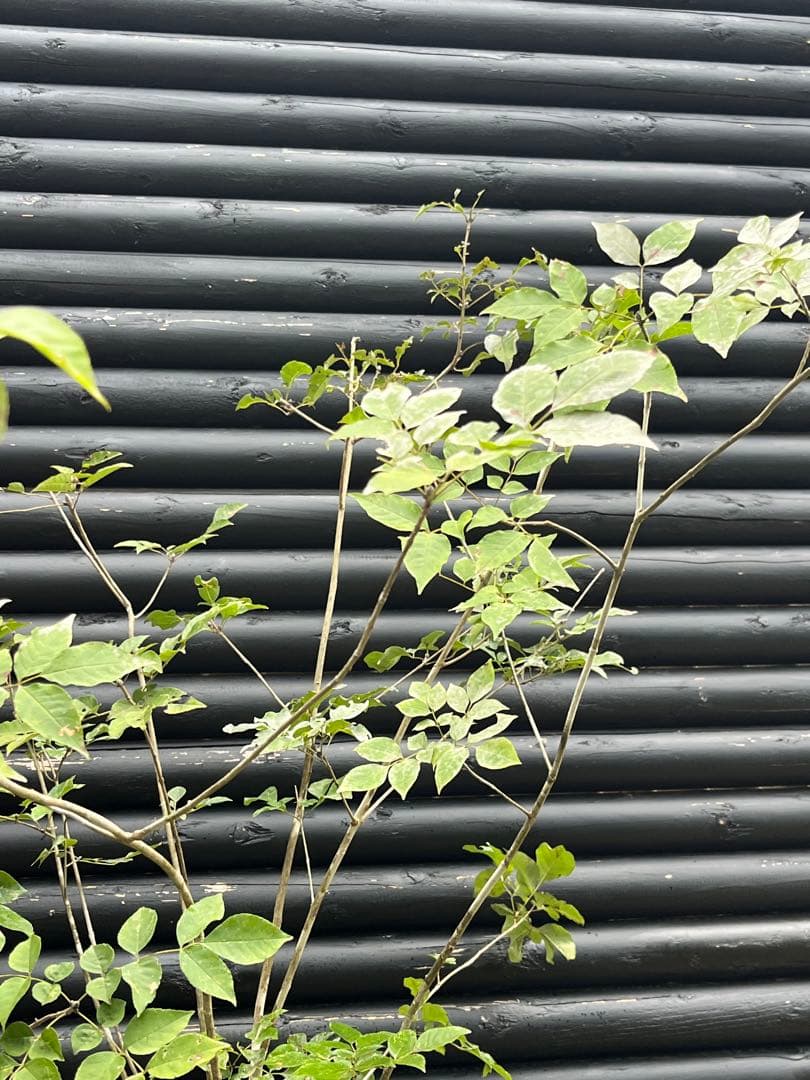 山採り天然　アオダモ　５本株立　100