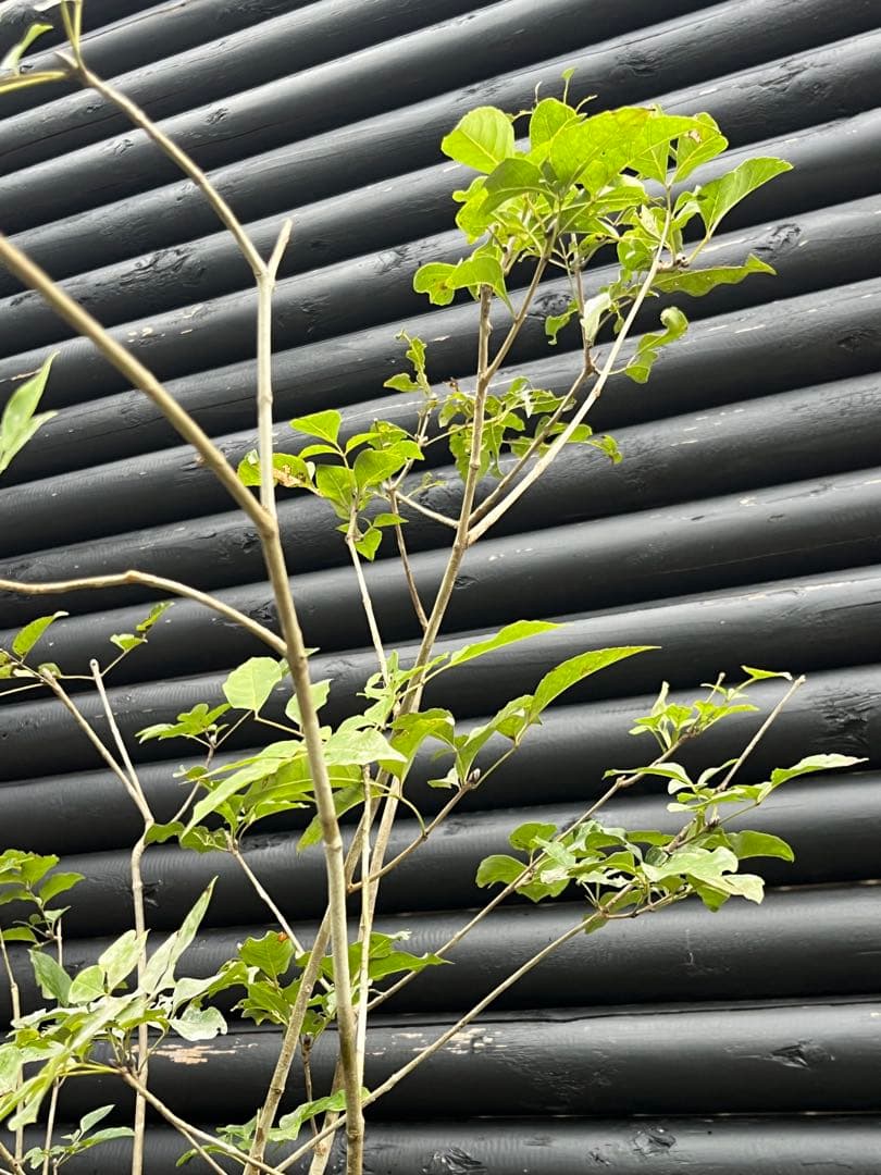 山採り天然　アオダモ　５本株立　100